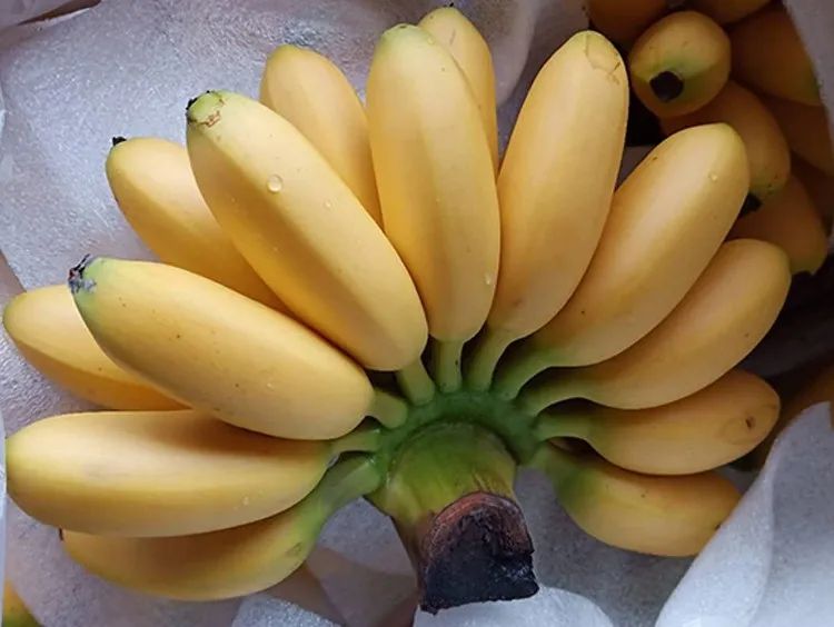 重点商品规范申报要点（水果及坚果类篇